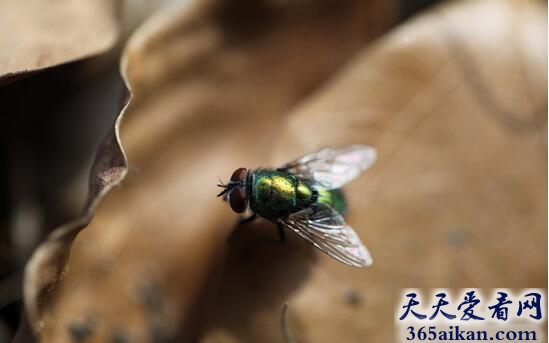 梦见苍蝇飞好不好,梦见苍蝇飞代表什么？