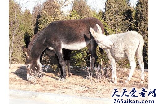 梦见驴生小驴代表什么,梦见驴生小驴有什么寓意？