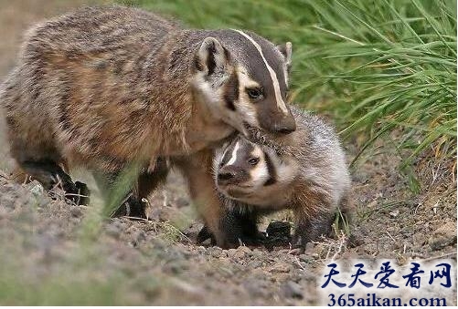 梦见獾是什么征兆,孕妇梦见獾预示什么？