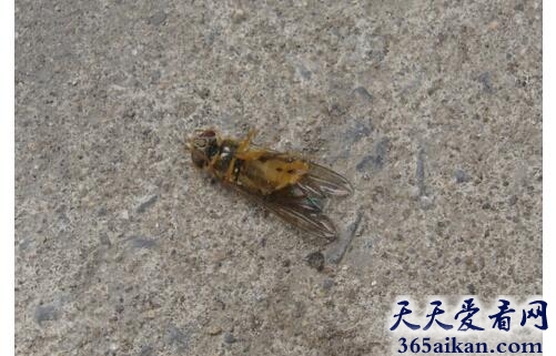 梦见蜜蜂死了是什么征兆,梦见蜜蜂死了有哪些宜忌？