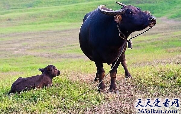 梦见水牛死了是什么预兆,梦见水牛死了好不好？