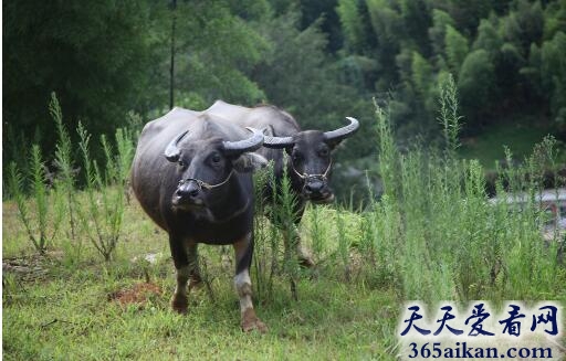 梦见水牛求偶代表什么,梦见水牛求偶有什么寓意？