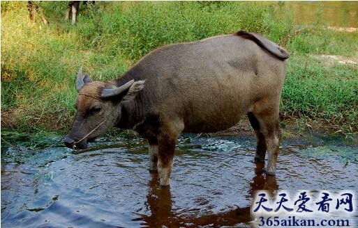 梦见水牛是什么兆头,梦见水牛代表什么？