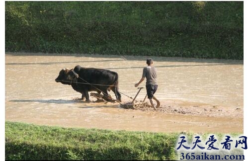 梦见水牛耕田代表什么,梦见水牛耕田有什么寓意？