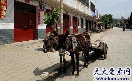 梦见骡子拉车是什么征兆,梦见骡子拉车意味着什么？