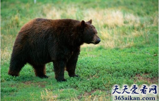 梦见狗熊追我是怎么回事,梦见狗熊追我代表什么？