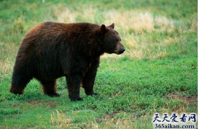 梦见黑熊通灵性是什么征兆,梦见黑熊通灵性意味着什么？