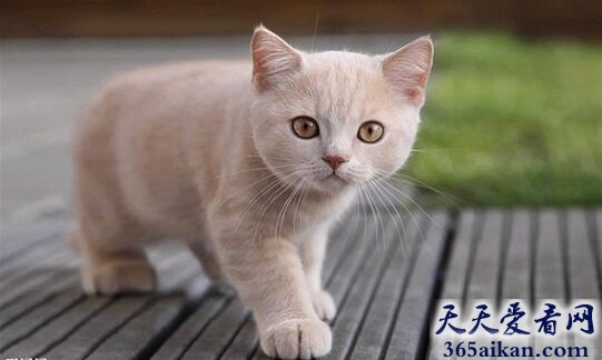 梦见被猫追好不好,梦见被猫追预示着什么？