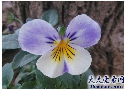 梦见蝴蝶花好不好,梦见蝴蝶花有什么寓意？