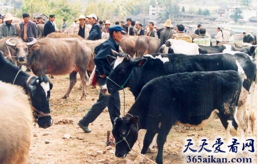 梦见牲畜是什么意思,梦见牲畜是什么征兆？