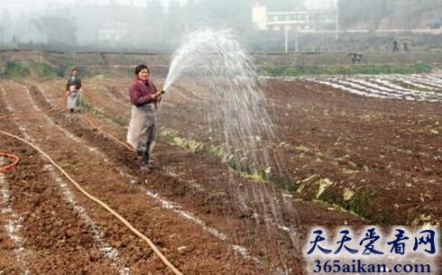 梦见浇地