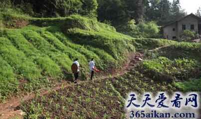 梦见走山路