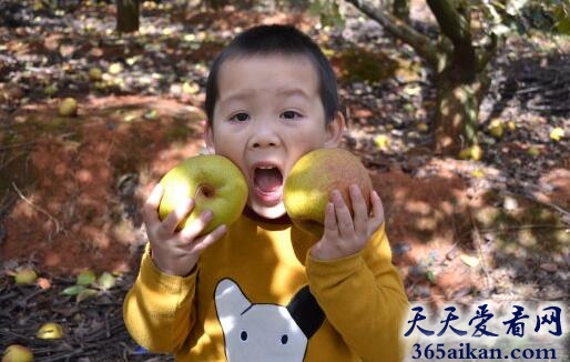 梦见摘苹果梨