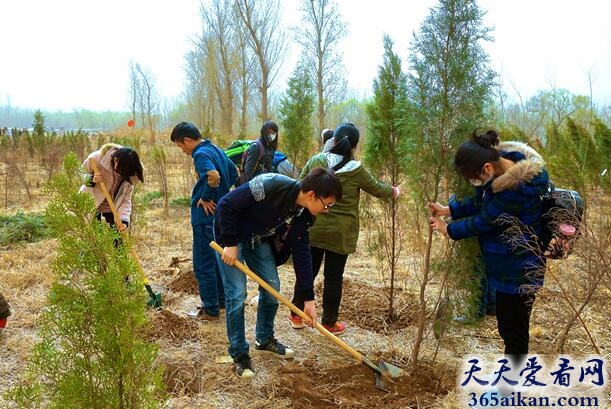 梦见栽树