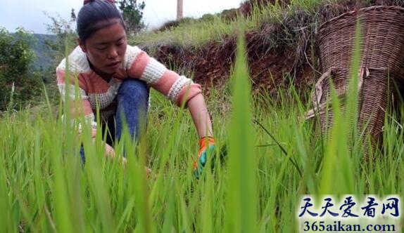 梦见上山割草