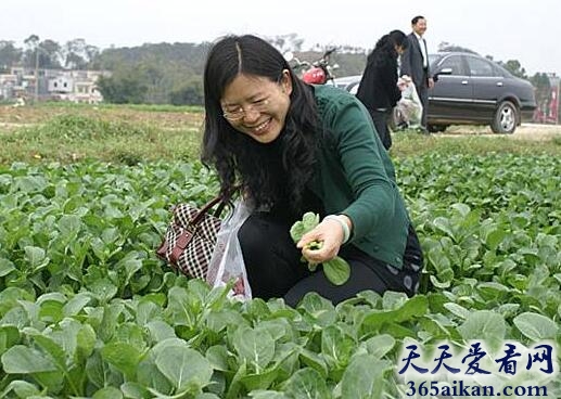 梦见去菜园摘菜是怎么回事?梦见去菜园摘菜暗示着什么?