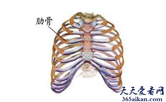 梦见肋骨是什么意思？梦见肋骨有什么寓意？