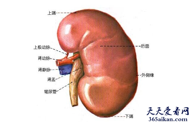 梦见肾是什么意思？梦见肾意味着什么？