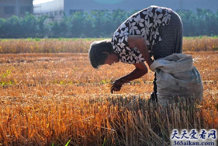 梦见拾麦穗的人是什么意思？