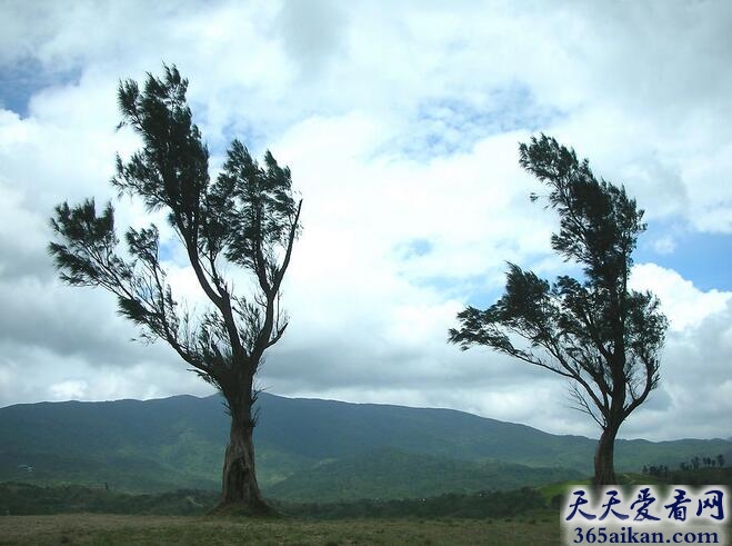 梦见柳枝迎风摇曳是什么意思？