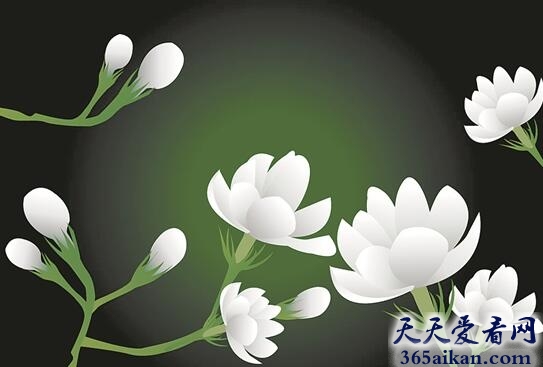 梦见茉莉花有什么寓意？