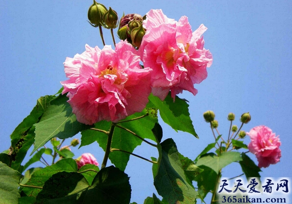 梦见芙蓉花预示着什么？