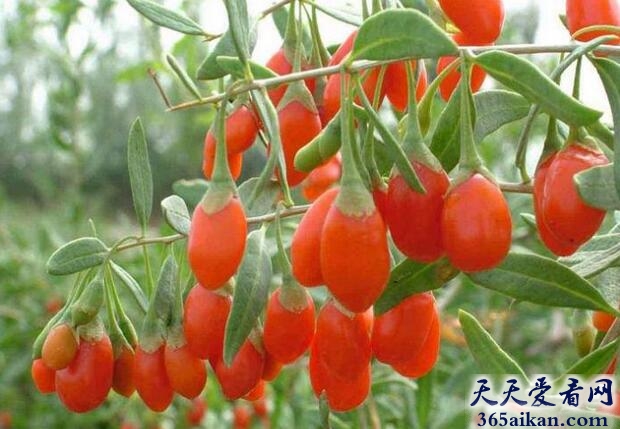 梦见甜菜好不好？梦见甜菜是什么意思？