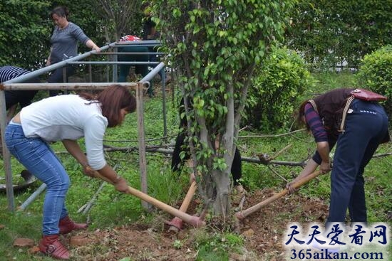 梦见种草好不好？梦见种草预示着什么？