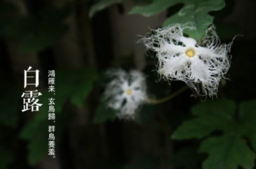 白露节气的养生要领是什么？