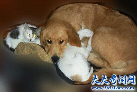 猫和狗能一起养吗？猫和狗能和平共处吗？