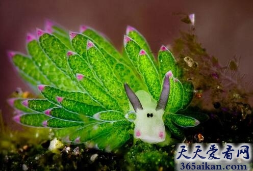 巴厘岛惊现怪异海蛞蝓！长相奇特疑似外星生物