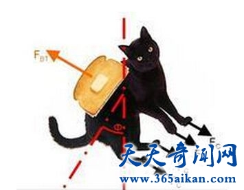 科普黄油猫悖论，两种民间智慧的博弈！