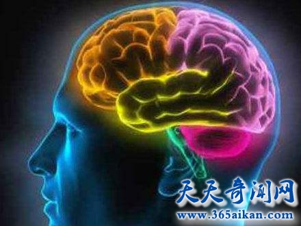 科学揭秘人类大脑您不知道的惊人事实！