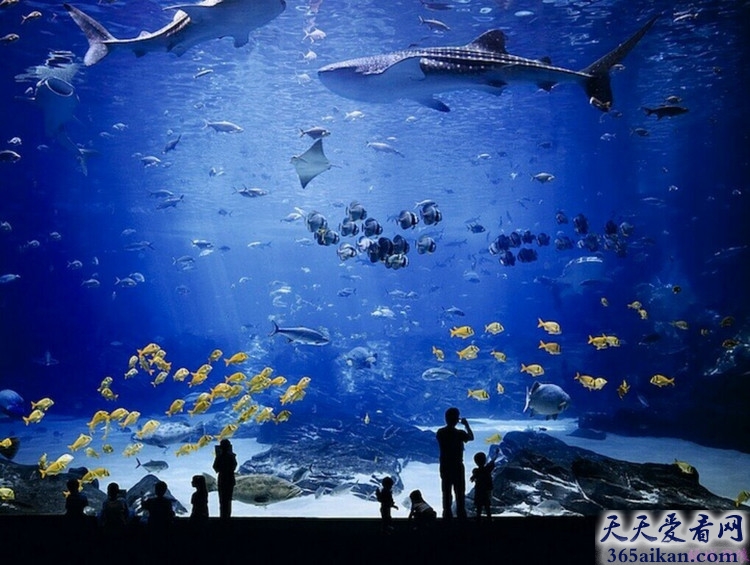 世界上最大的水族馆在哪里？让您游览在海底的世界