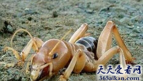 盘点自然界的外星生物有哪些？自然界的外星生物图片赏析