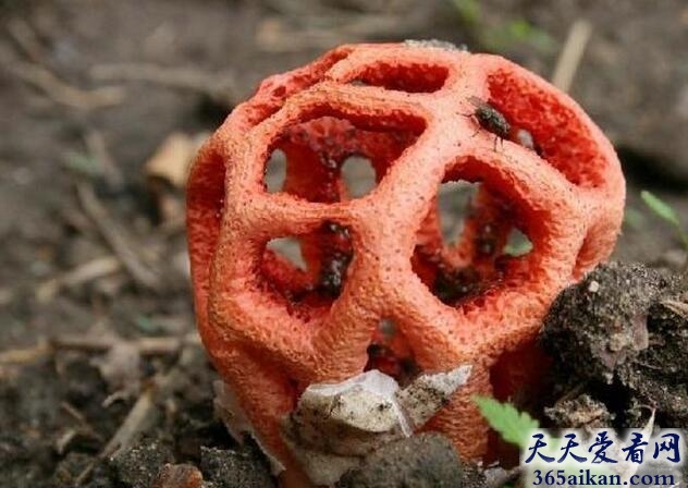 盘点自然界的外星生物有哪些？自然界的外星生物图片赏析