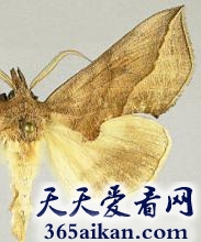 盘点动物界十大吸血生物有哪些？动物界十大吸血鬼来袭