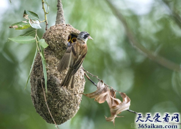 动物界界中最天才的鸟类建筑家