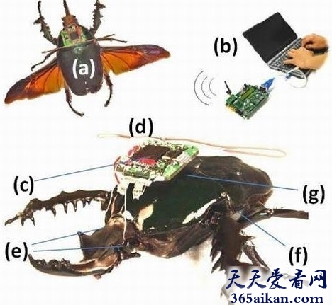 世界上最先进的监视探测器，美国科学家研制出可遥控的昆虫