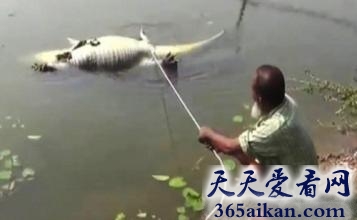 世界上最贪吃的鳄鱼，百岁鳄鱼被朝拜者投喂太多食物致肥胖死