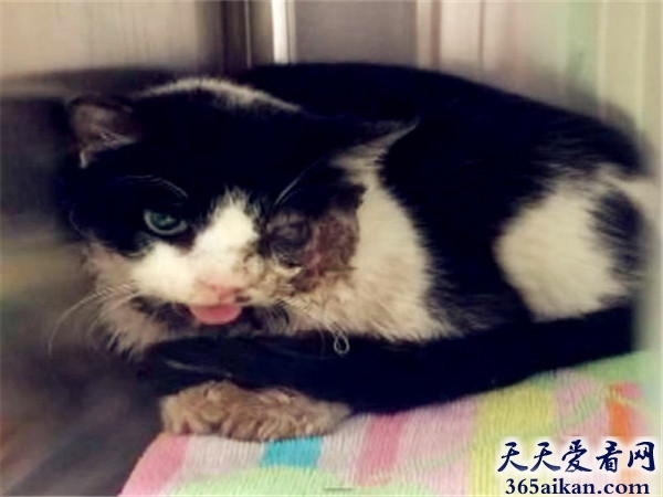 世界上最命大的猫咪，宠物猫车祸身亡被主人埋葬5天后“死而复生”