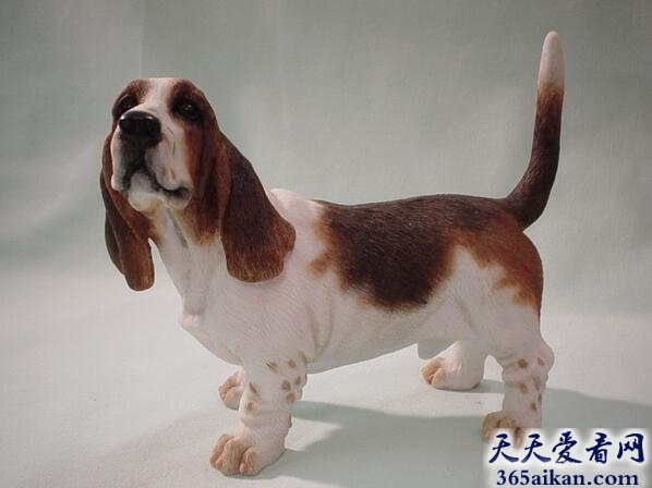 巴吉度猎犬.jpg