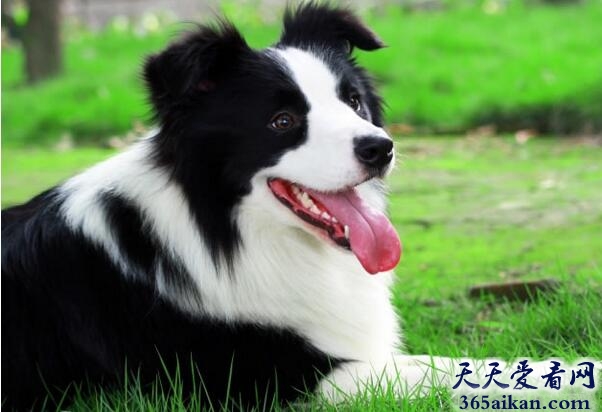 边境牧羊犬.jpg