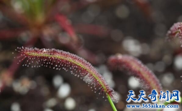 盘点全球十大最怪异生物有哪些？噩梦般的生活习性和外形！