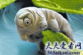 揭秘地球上的不死生物，杀不死的“水熊虫”，生命力顽强到令人震惊